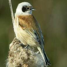 Rémiz penduline