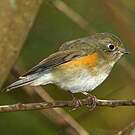 Robin à flancs roux