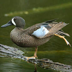 Sarcelle à ailes bleues