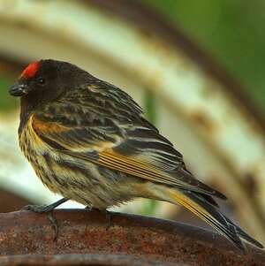 Serin à front rouge