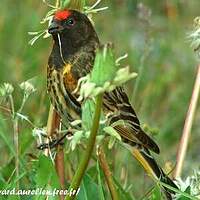 Serin à front rouge