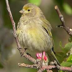 Serin syriaque