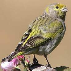 Serin syriaque