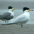 Chinese Crested Tern