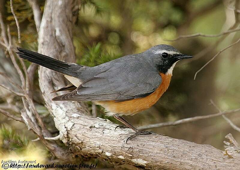 White-throated Robin male adult breeding, identification