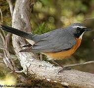 White-throated Robin