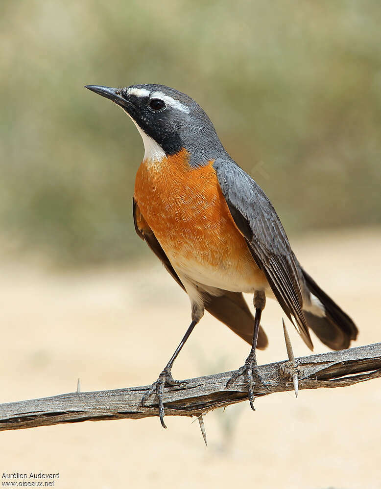 White-throated Robin male adult breeding, close-up portrait