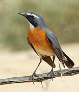 White-throated Robin