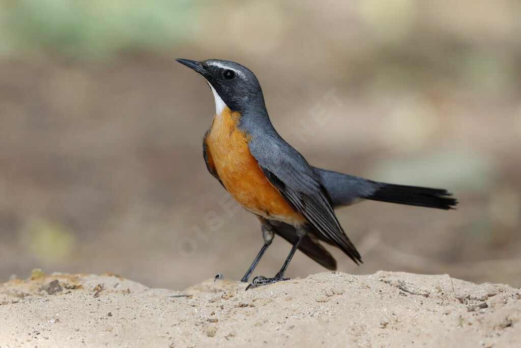 Iranie à gorge blanche mâle adulte nuptial, identification
