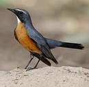 Iranie à gorge blanche