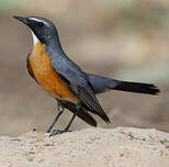 Iranie à gorge blanche