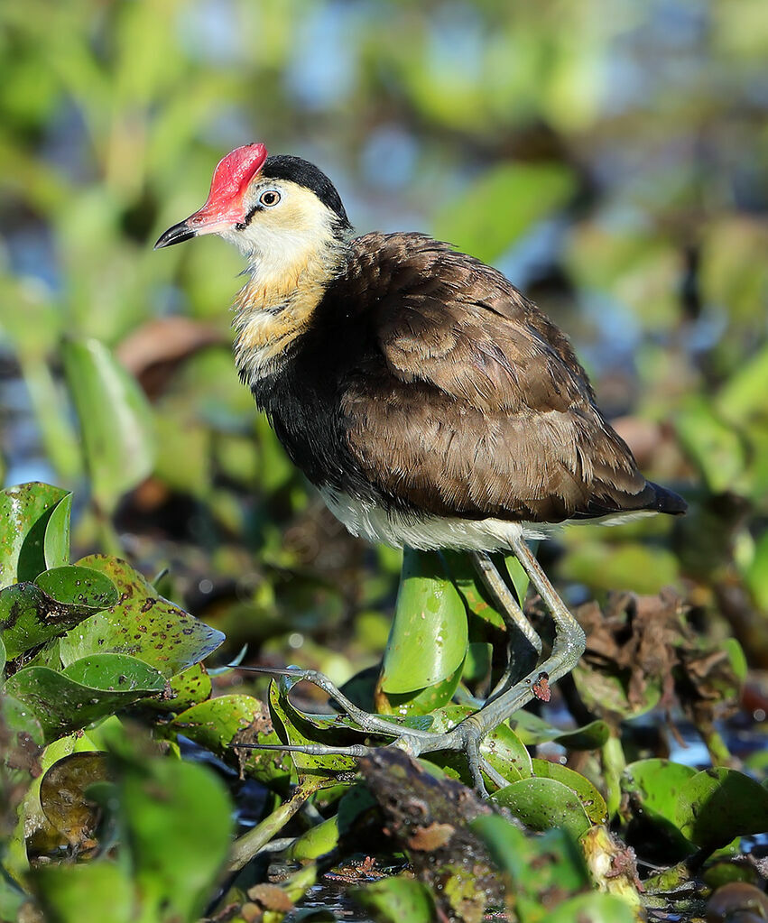 Jacana à crête