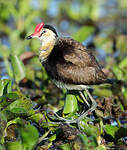 Jacana à crête