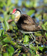 Comb-crested Jacana