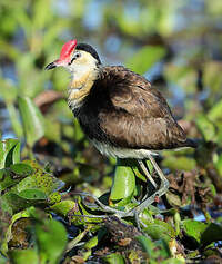 Jacana à crête