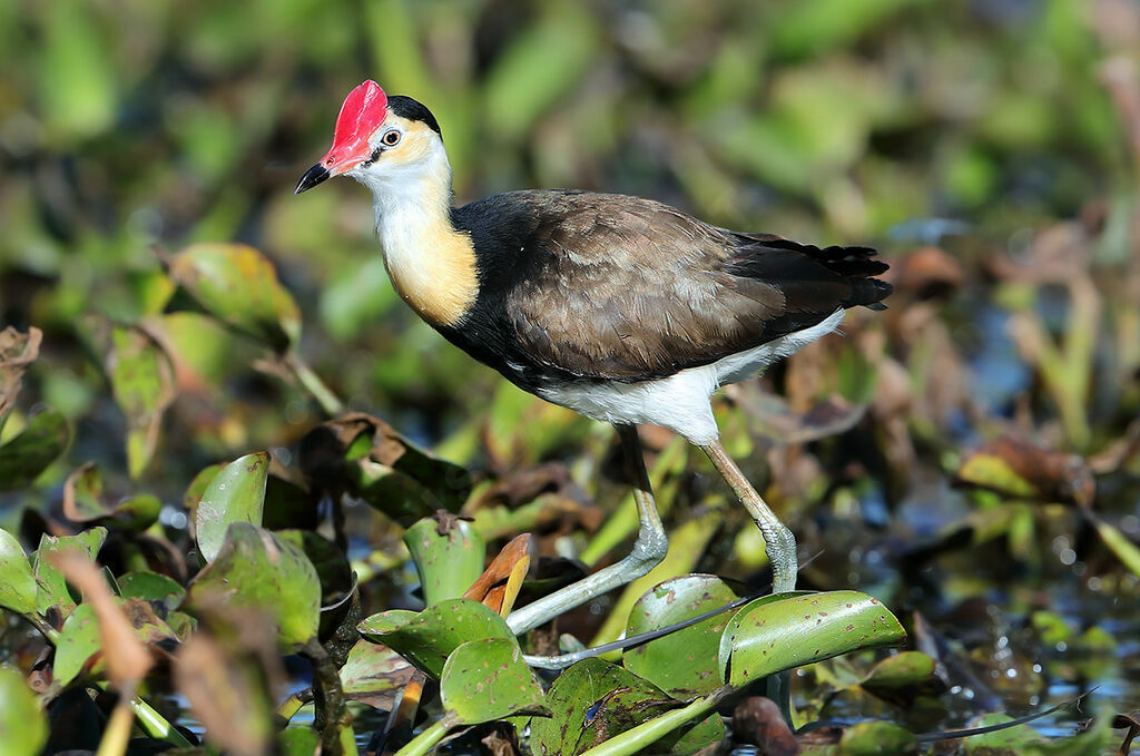 Jacana à crêteadulte, identification