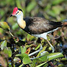 Jacana à crête