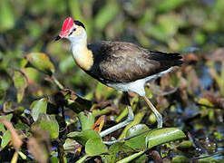 Jacana à crête