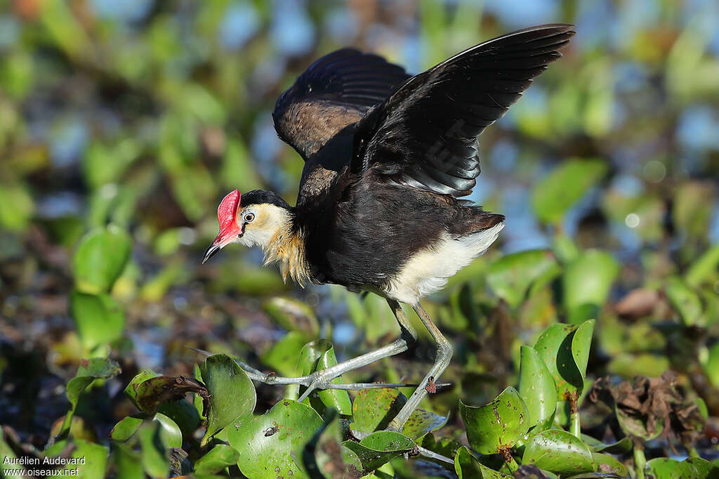 Comb-crested Jacanaadult, Behaviour