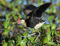 Jacana à crête