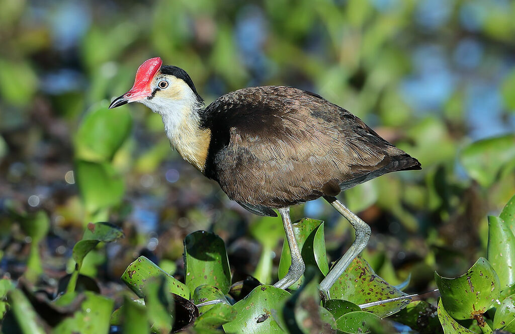 Comb-crested Jacanaadult, identification