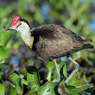 Jacana à crête