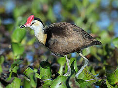 Comb-crested Jacana