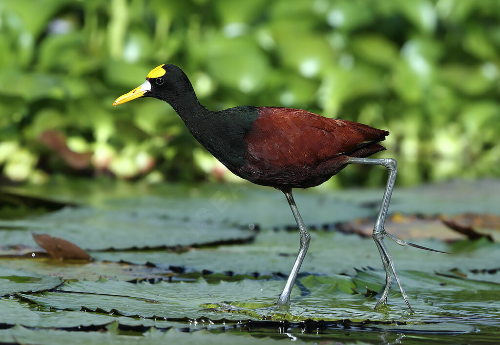 Jacana du Mexiqueadulte, identification