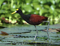 Northern Jacana