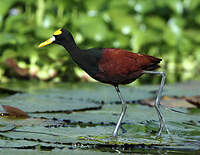 Jacana du Mexique