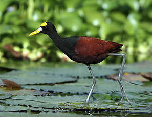 Jacana du Mexique