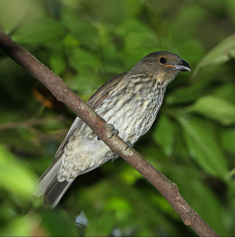 Tooth-billed Bowerbird, identification