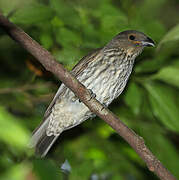 Tooth-billed Bowerbird