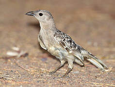 Great Bowerbird