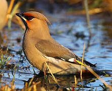 Bohemian Waxwing