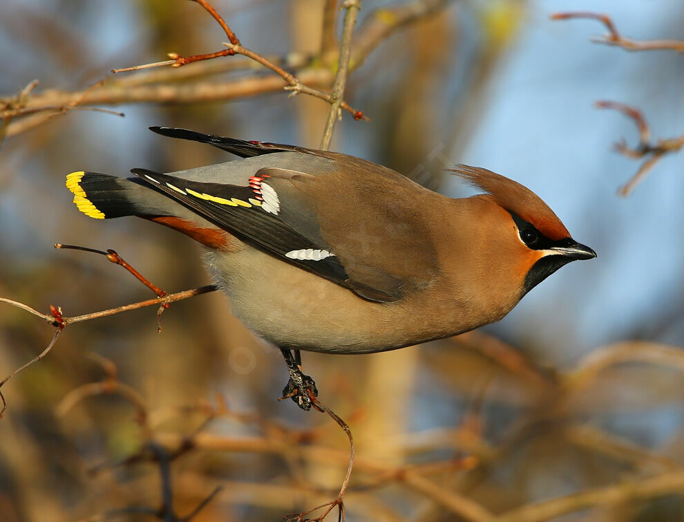 Bohemian Waxwing