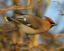 Bohemian Waxwing