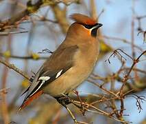 Bohemian Waxwing