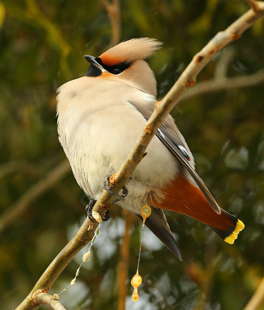 Bohemian Waxwing