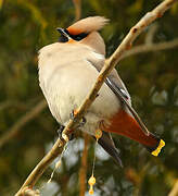 Bohemian Waxwing