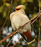 Bohemian Waxwing