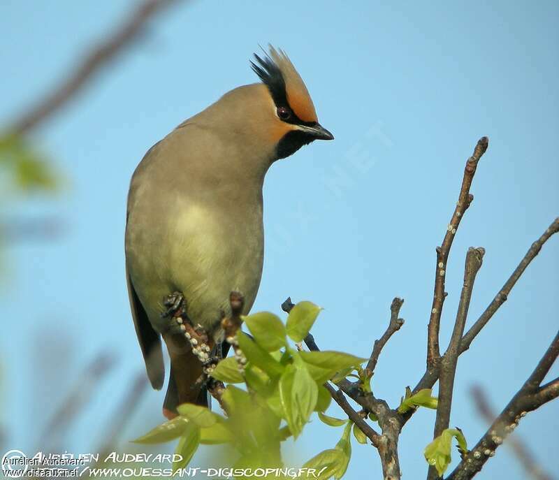 Japanese Waxwing, identification