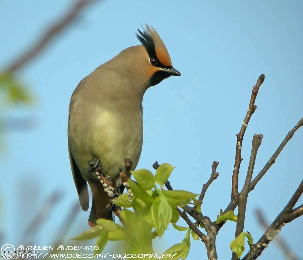 Japanese Waxwing, identification