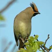 Japanese Waxwing