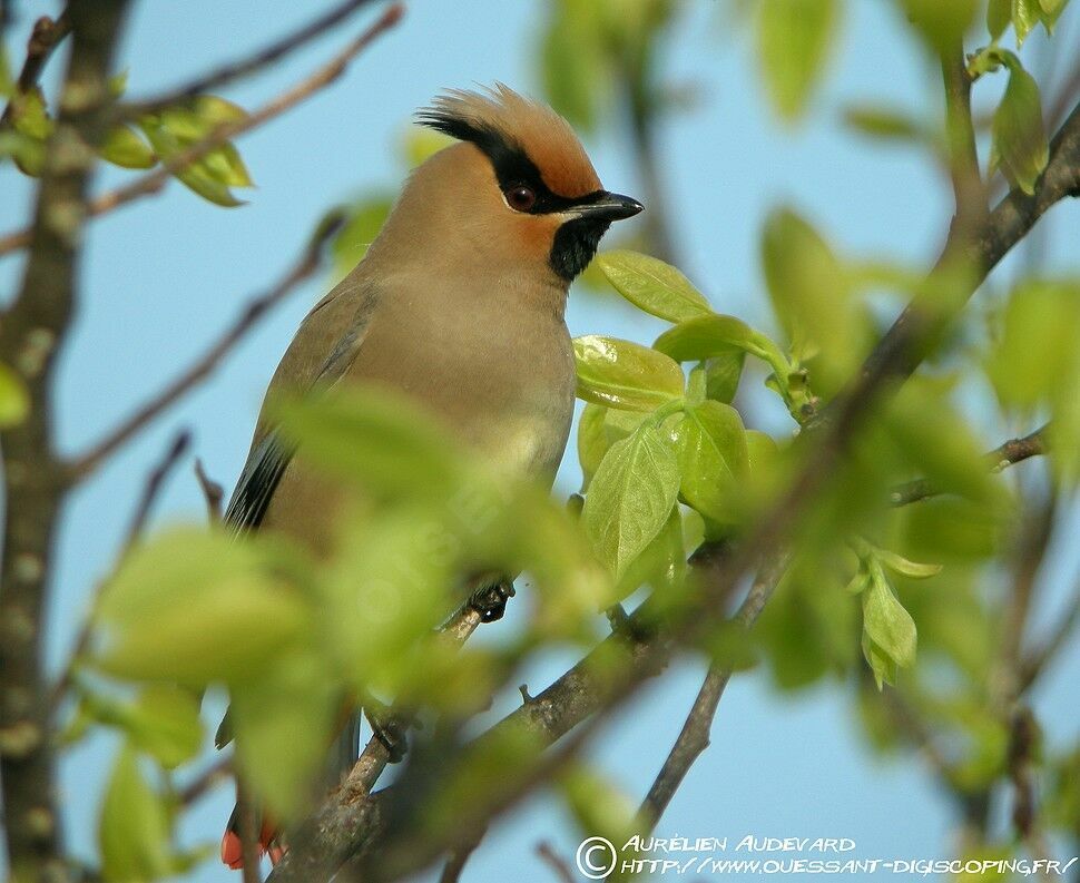 Japanese Waxwingadult breeding, identification