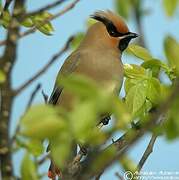 Japanese Waxwing