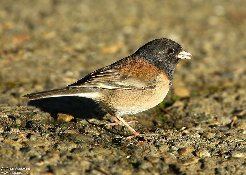 Junco ardoisé mâle adulte, identification