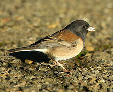 Dark-eyed Junco