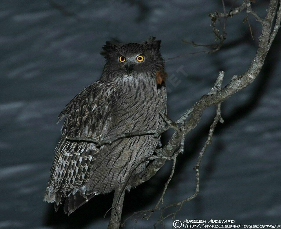 Blakiston's Fish Owladult breeding, identification