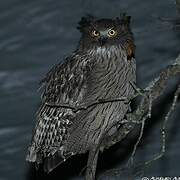 Blakiston's Fish Owl